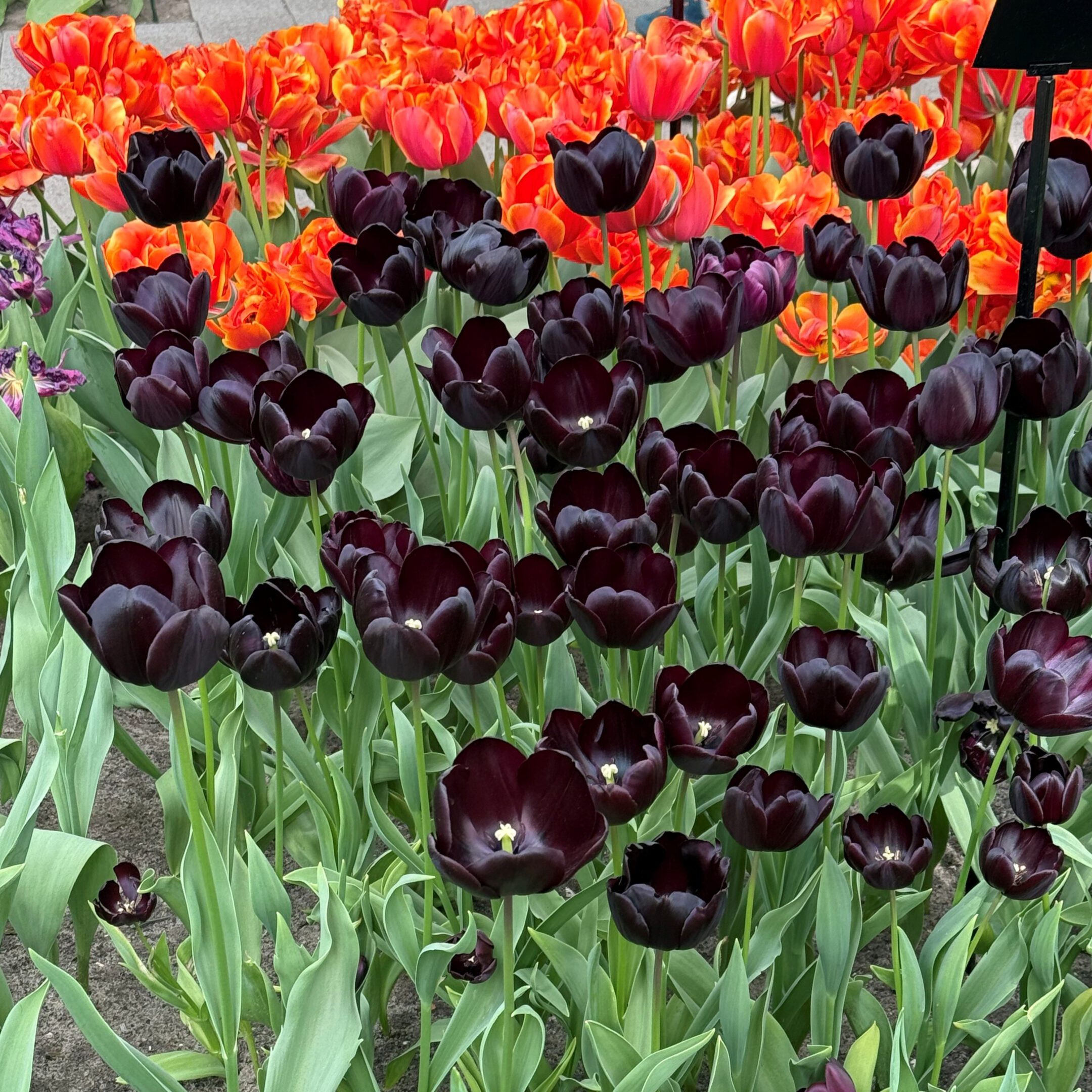 Black and Orange Tulips