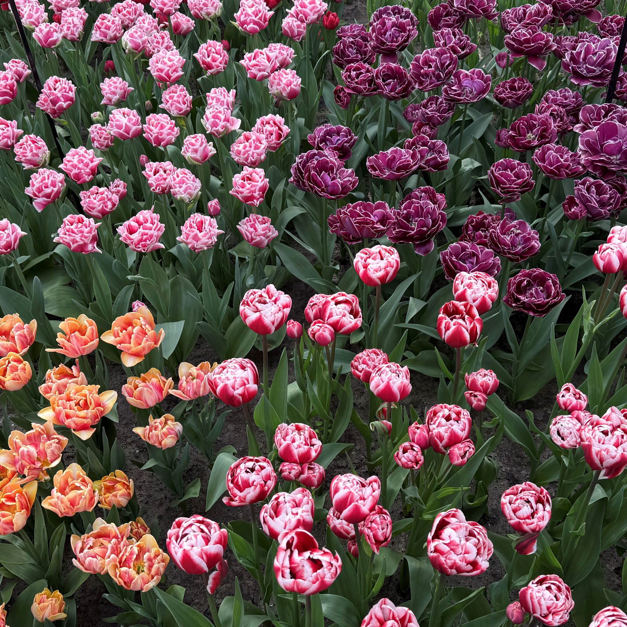 Multi-Colored Tulips