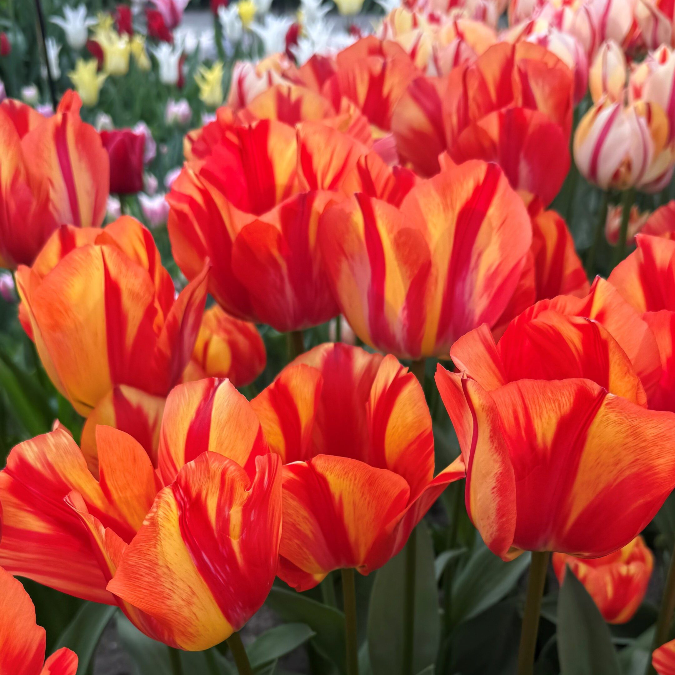 Orange Tulips